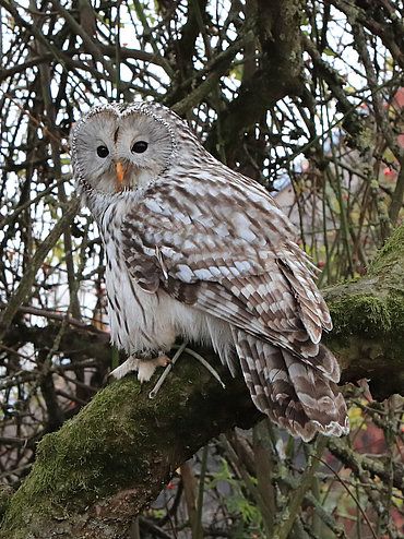 Habichtskauz_003